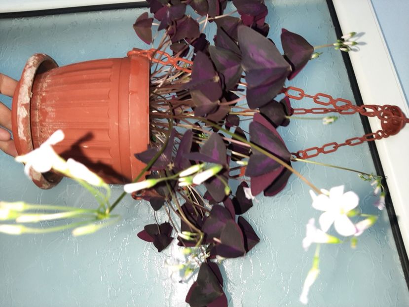  - Florile mele martie 2021