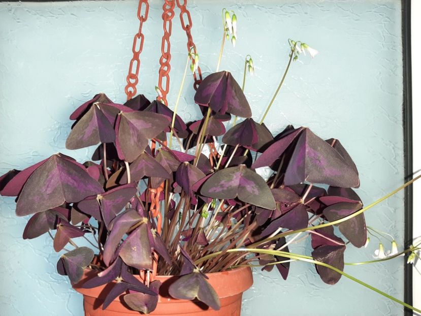  - Florile mele martie 2021