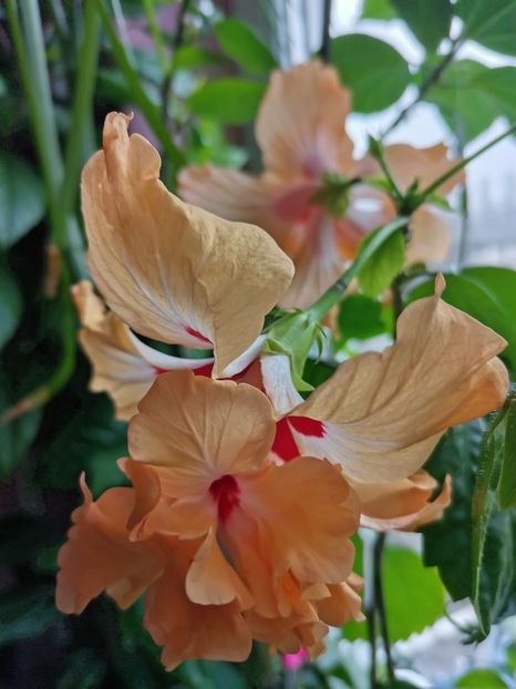  - Hibiscus 2015-2024