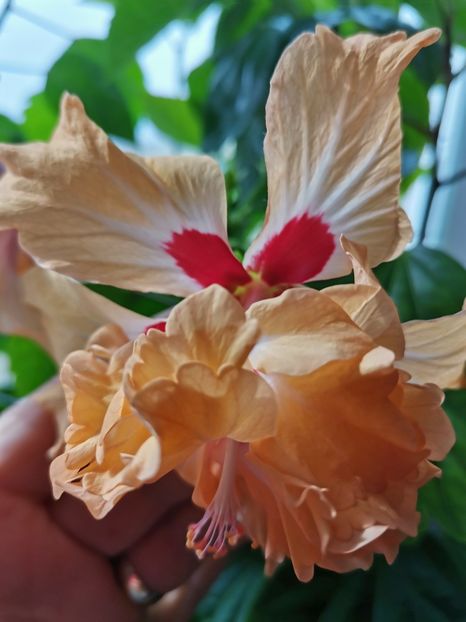  - Hibiscus 2015-2024