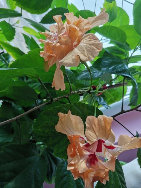  - Hibiscus 2015-2024
