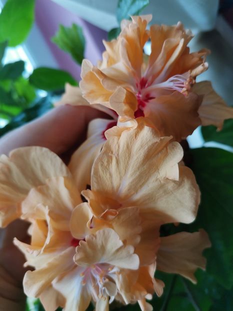 - Hibiscus 2015-2024