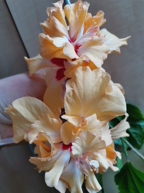  - Hibiscus 2015-2024