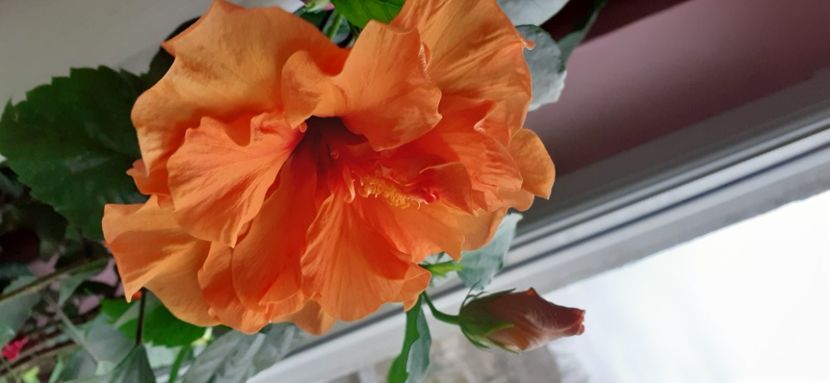  - Hibiscus 2015-2024