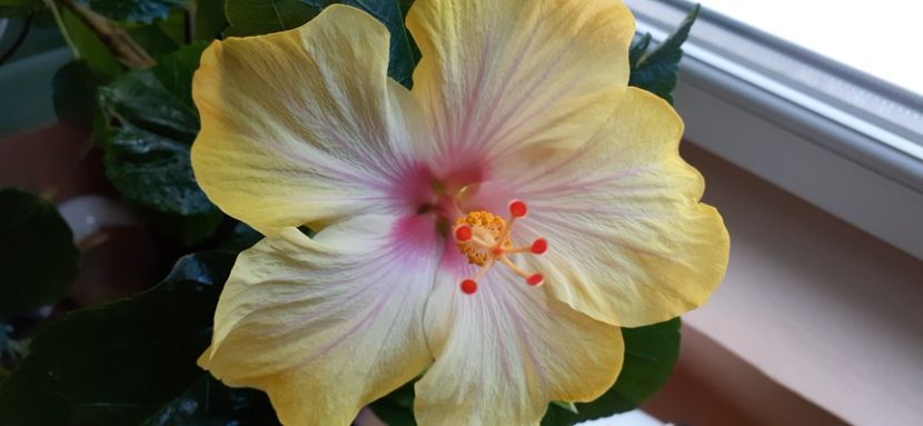  - Hibiscus 2015-2024