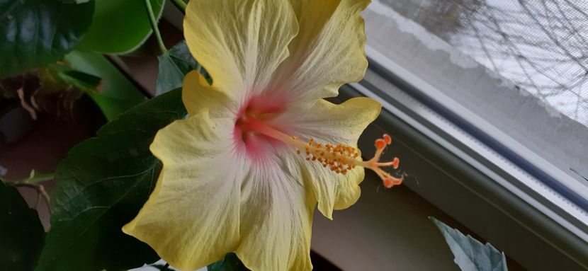  - Hibiscus 2015-2024