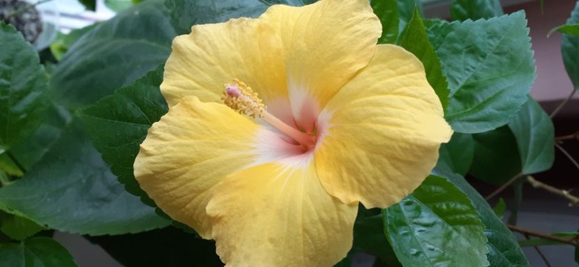  - Hibiscus 2015-2024