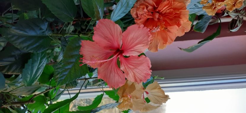  - Hibiscus 2015-2024