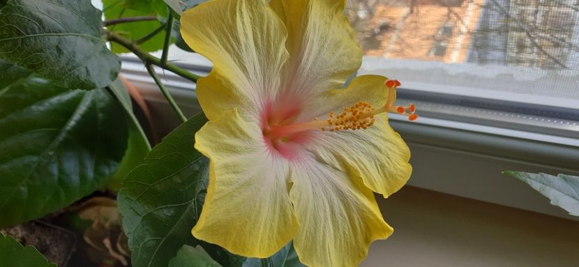  - Hibiscus 2015-2024