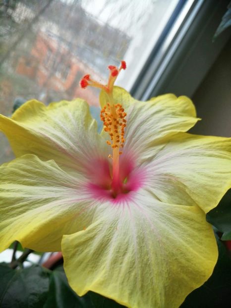 received_406326230692661 - Hibiscus 2015-2024