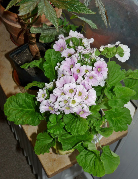  - 2021 - 01 - Primavara