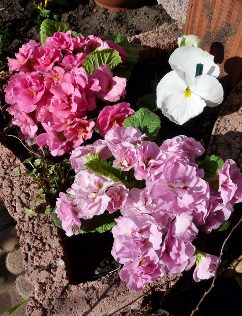  - 2021 - 01 - Primavara