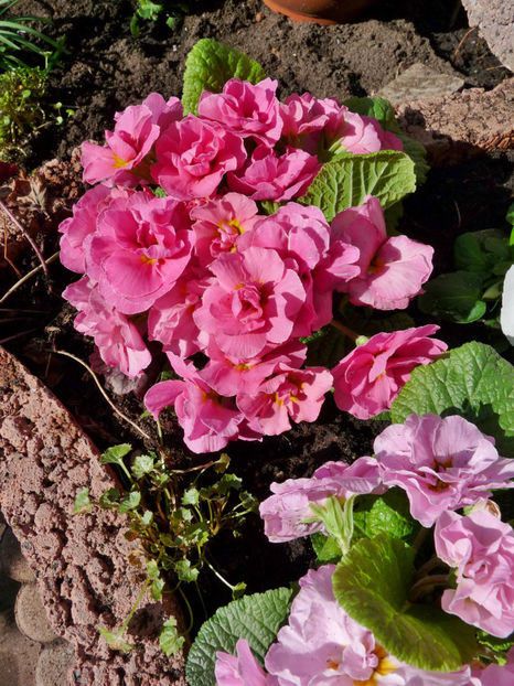  - 2021 - 01 - Primavara