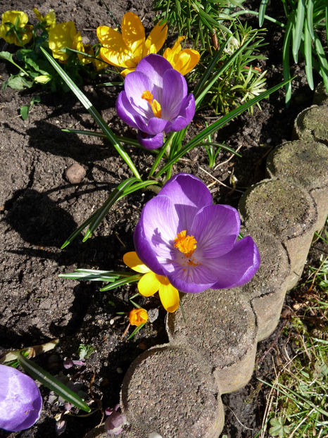  - 2021 - 01 - Primavara