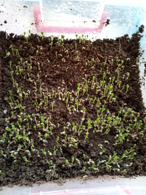  - Cicoare Lola Roșă 3