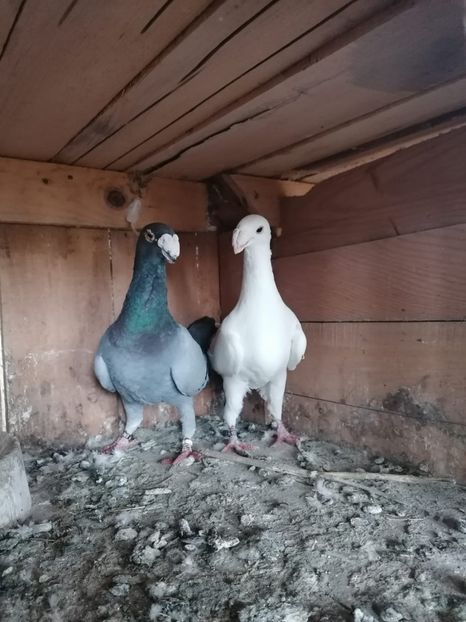 IMG-20210324-WA0002 - DE VANZARE