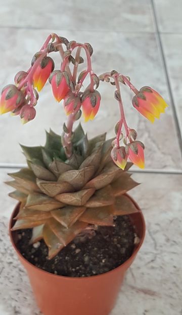 Echeveria purpusorum - Echeveria