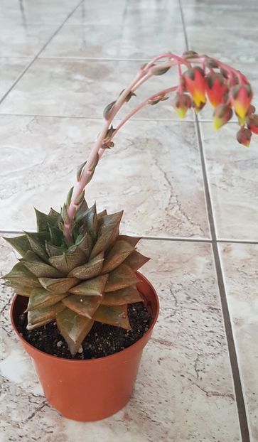  - Echeveria