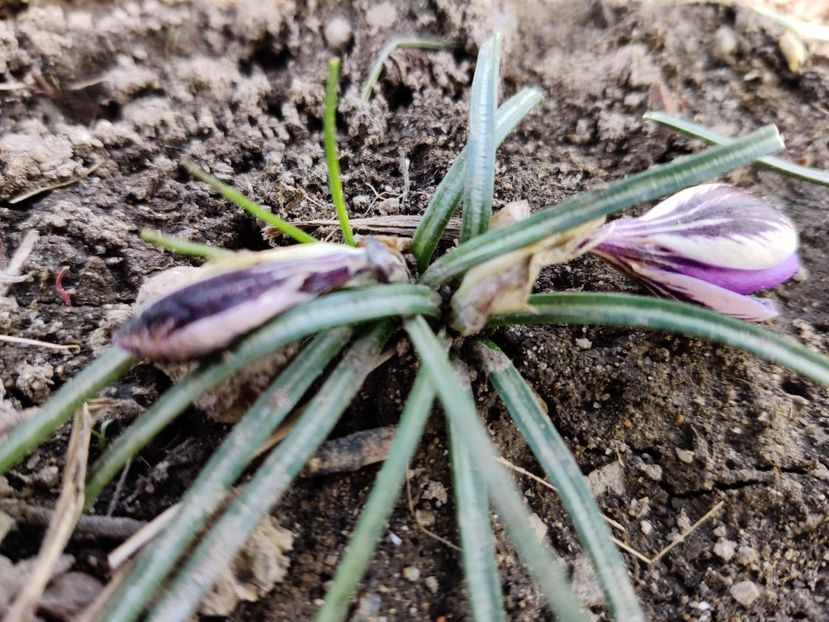 Crocus Prins Claus - Crocus - branduse