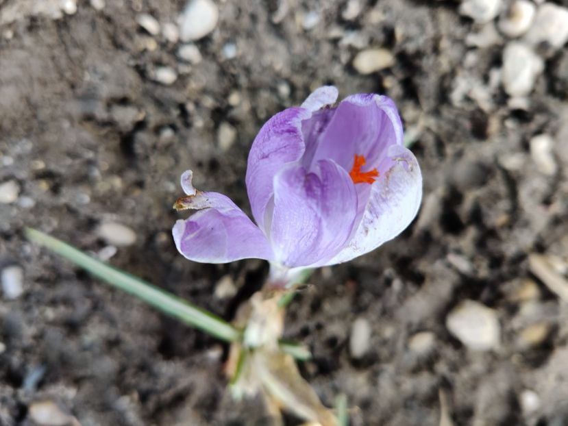  - Crocus - branduse