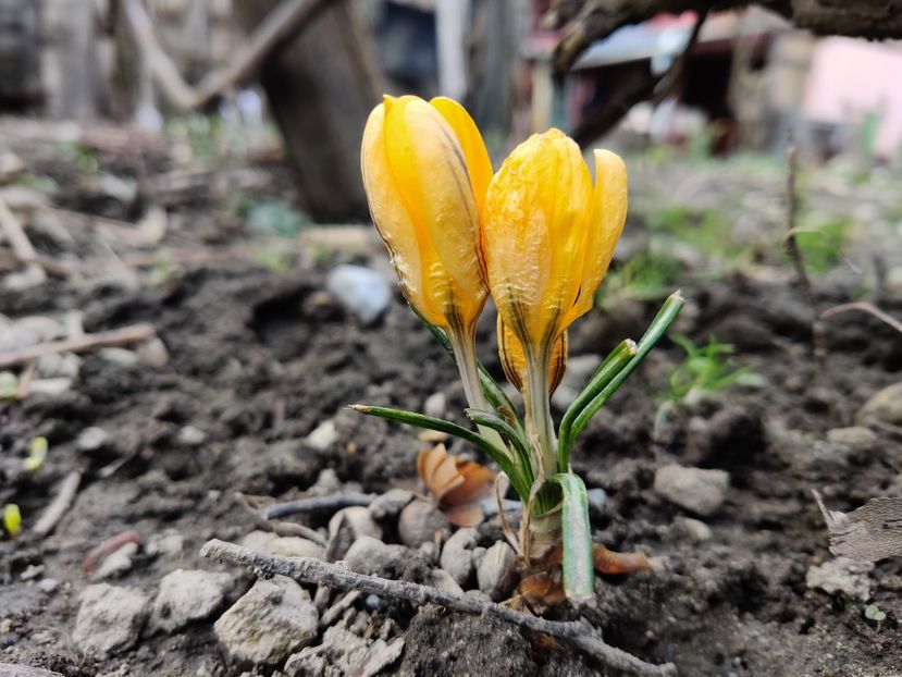  - Crocus - branduse