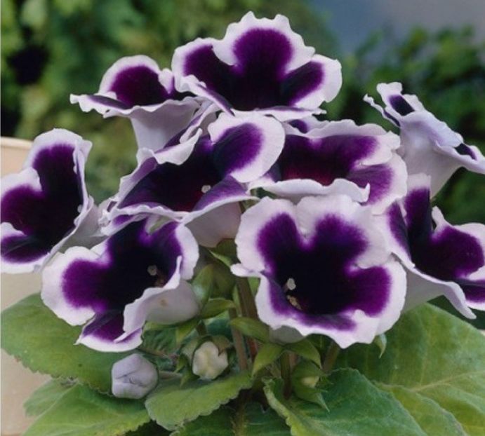  - 0 DE VANZARE bulbi gloxinia 2021