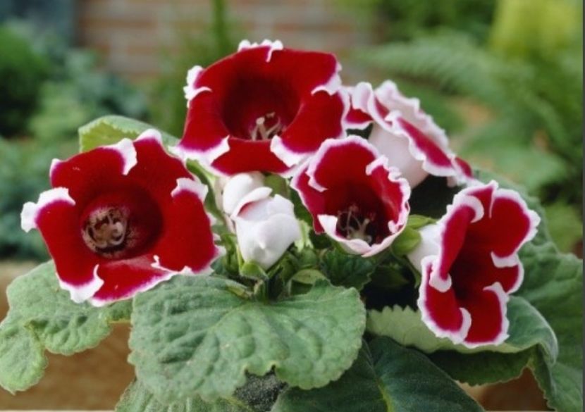  - 0 DE VANZARE bulbi gloxinia 2021