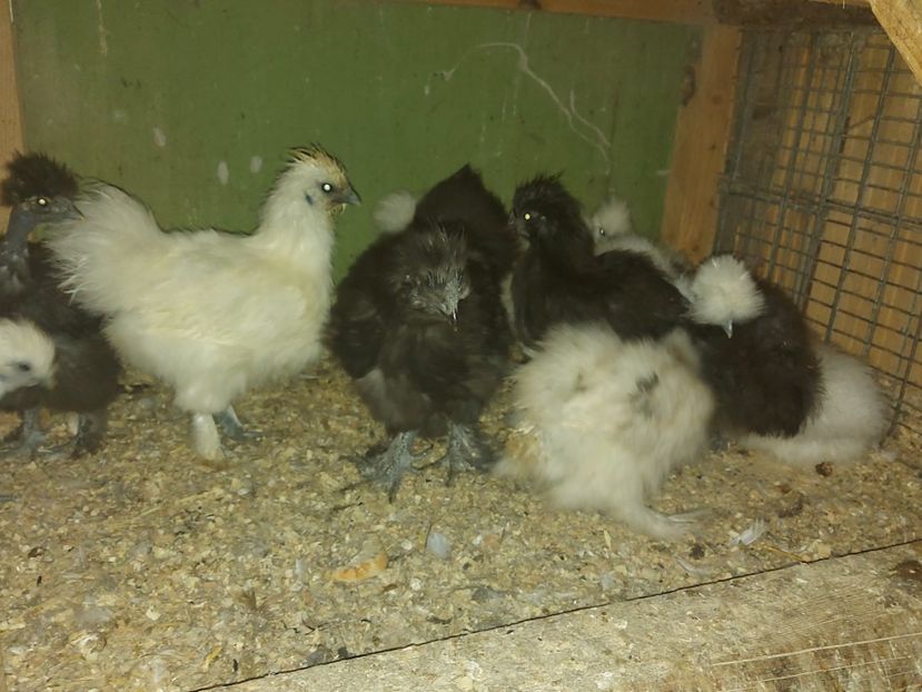 Mătase japoneză pui 2021 - Mătase japoneză