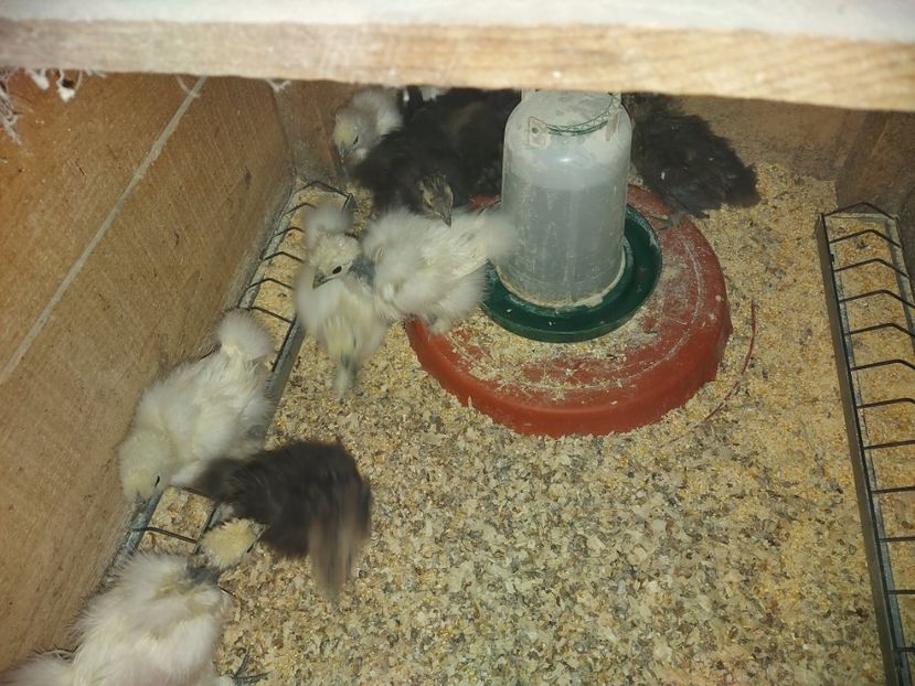 Mătase japoneză pui 2021 - Mătase japoneză