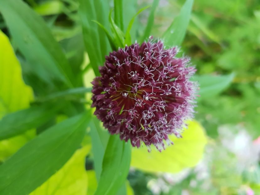  - Allium 2020 21 22