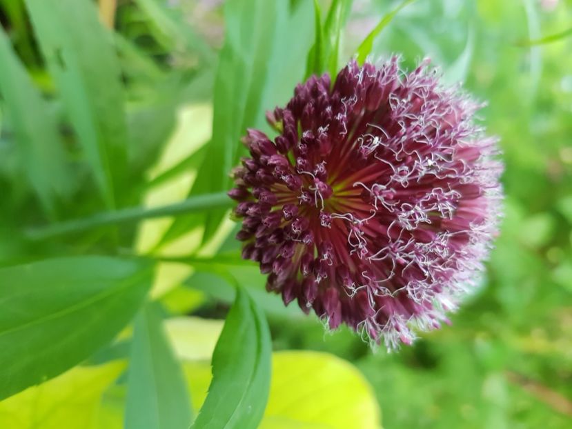  - Allium 2020 21 22