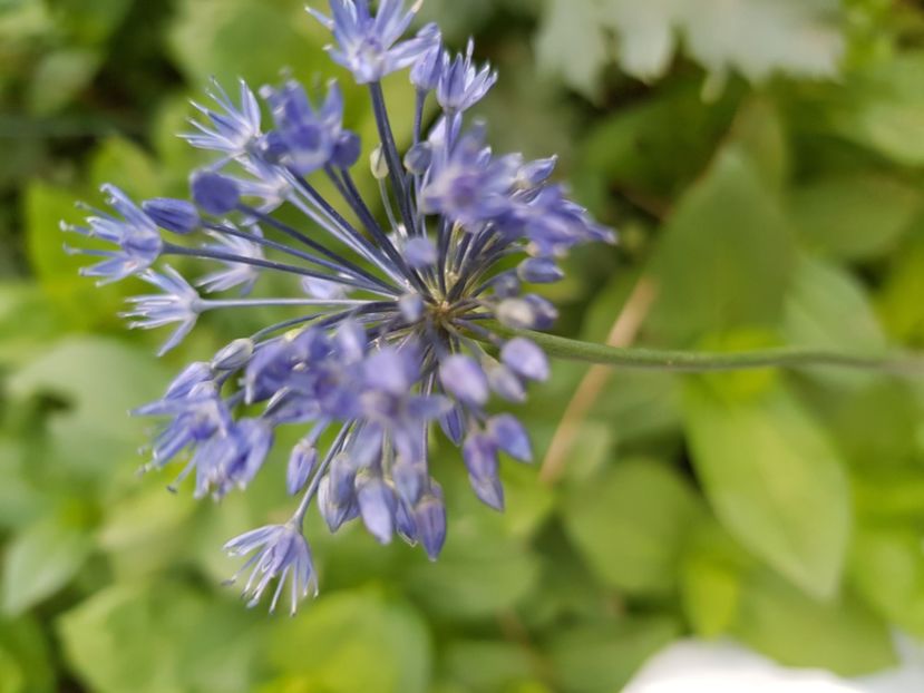  - Allium 2020 21 22