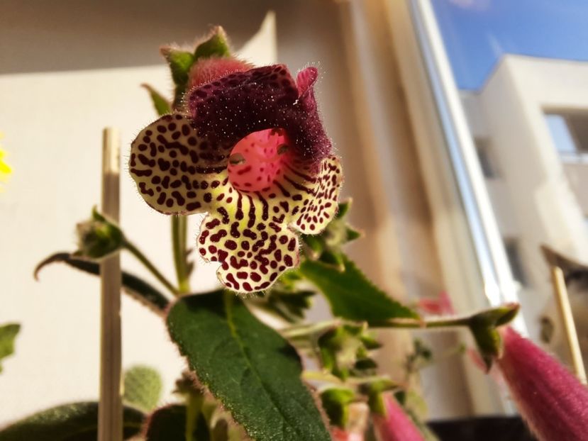  - Kohleria srg s bitter chocolate