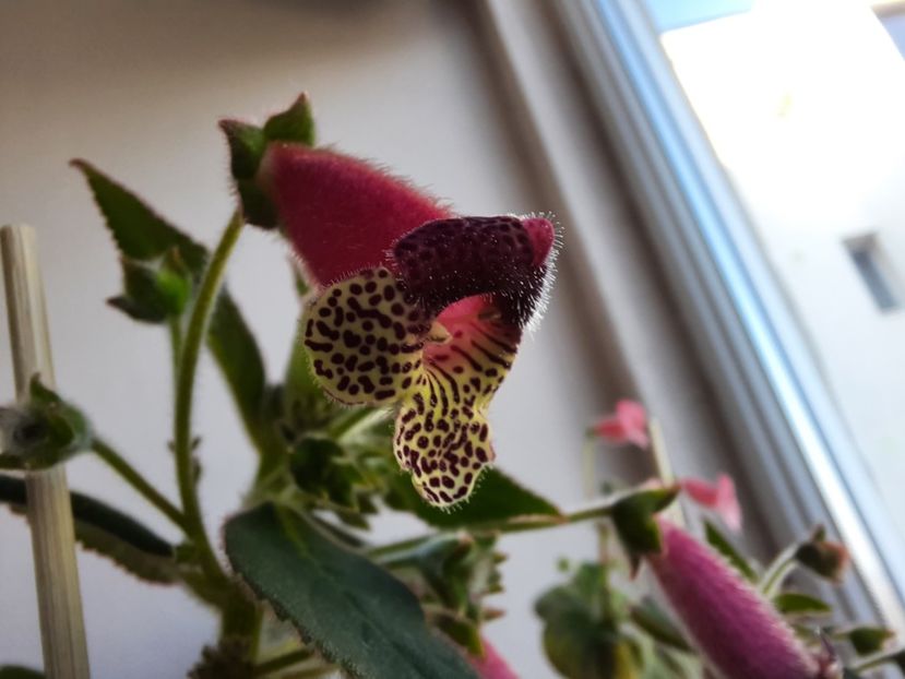  - Kohleria srg s bitter chocolate