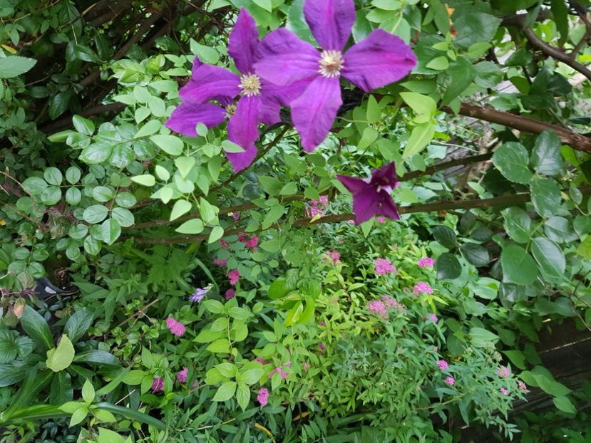  - Clematite 2020-2023