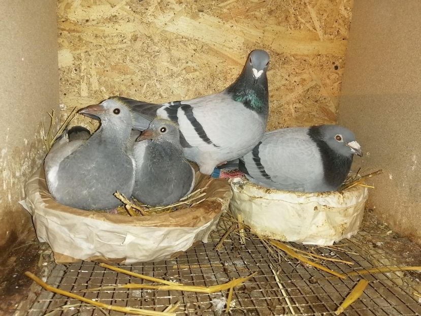  - 2021-PUI-PRIMA SERIE