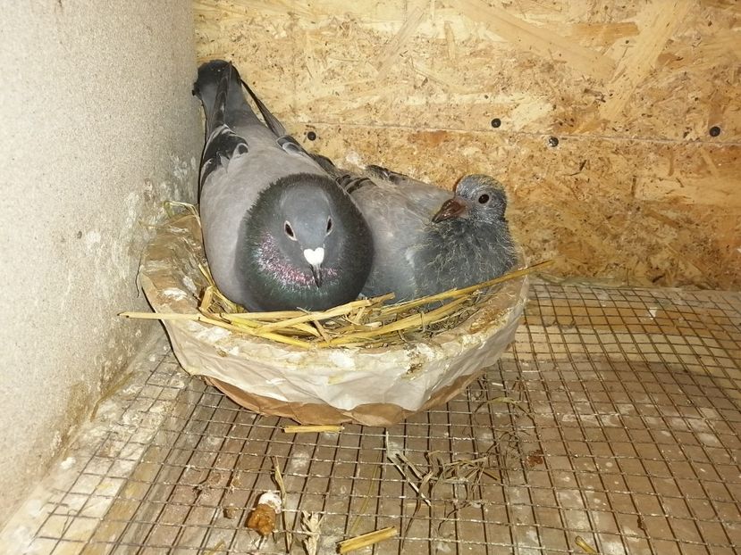  - 2021-PUI-PRIMA SERIE