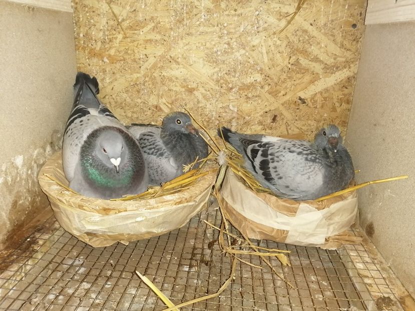  - 2021-PUI-PRIMA SERIE