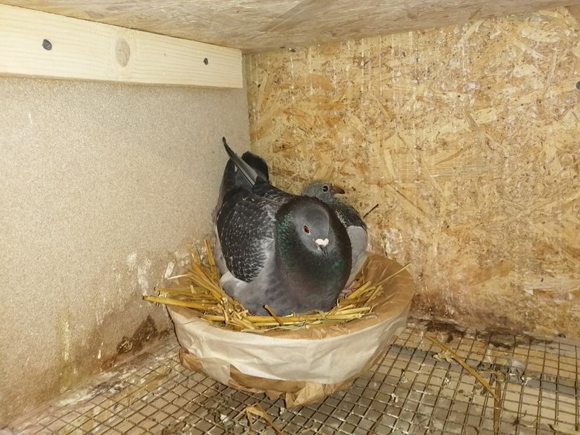  - 2021-PUI-PRIMA SERIE