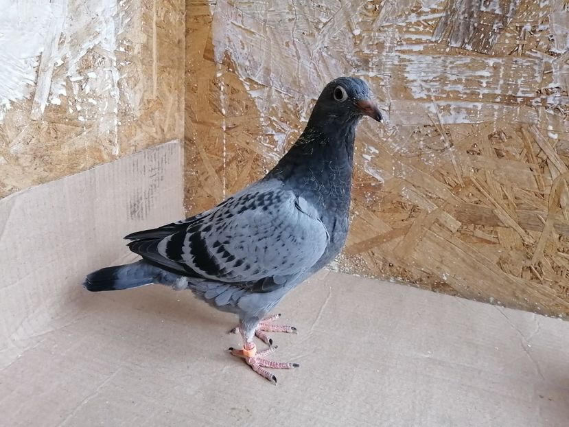  - 2021-PUI-PRIMA SERIE