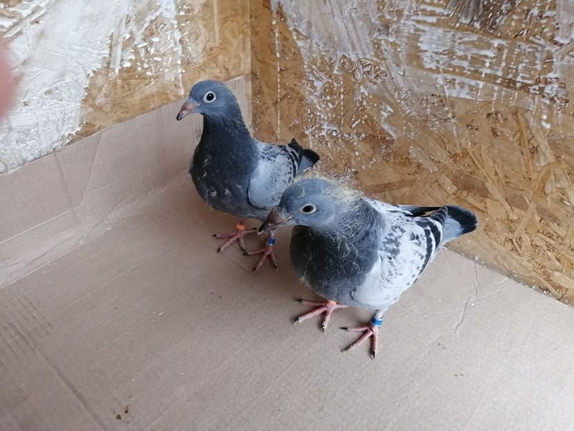  - 2021-PUI-PRIMA SERIE