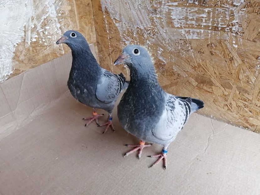  - 2021-PUI-PRIMA SERIE