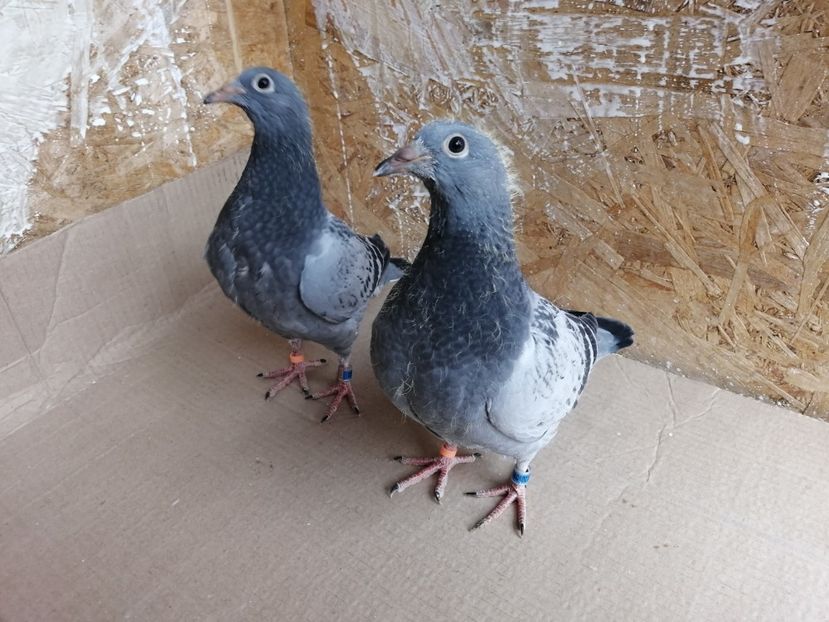  - 2021-PUI-PRIMA SERIE