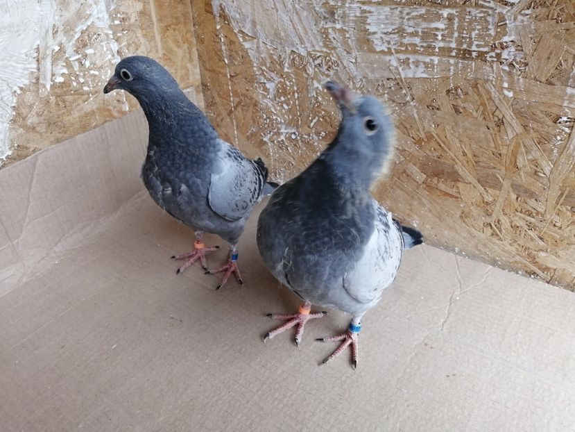  - 2021-PUI-PRIMA SERIE