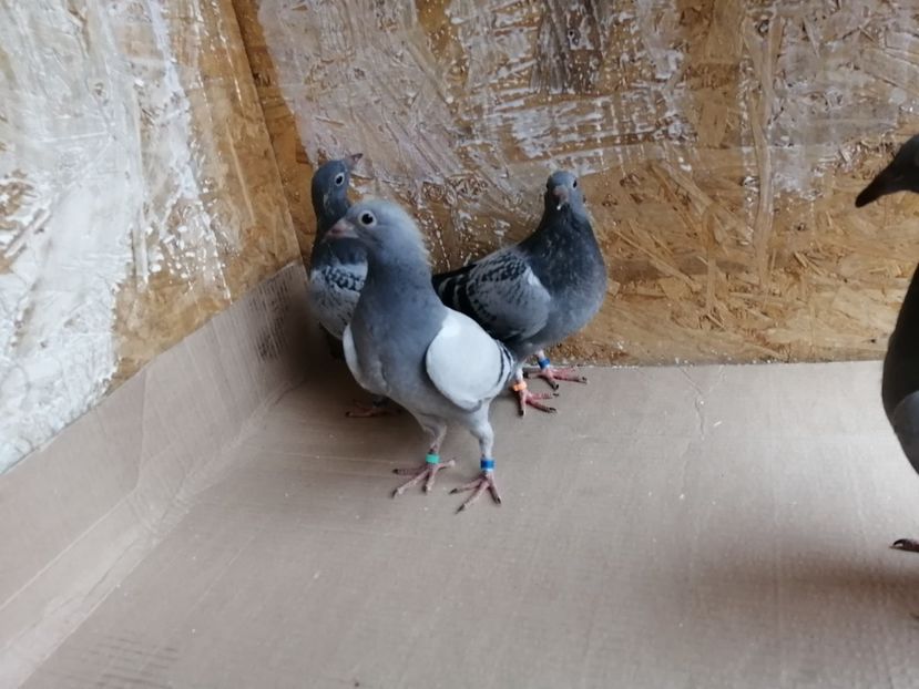  - 2021-PUI-PRIMA SERIE