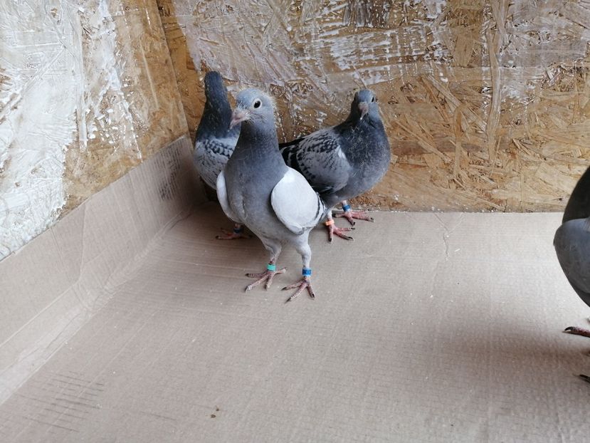  - 2021-PUI-PRIMA SERIE