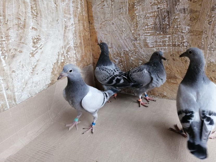  - 2021-PUI-PRIMA SERIE