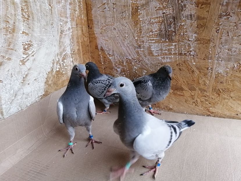  - 2021-PUI-PRIMA SERIE