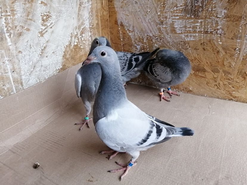  - 2021-PUI-PRIMA SERIE