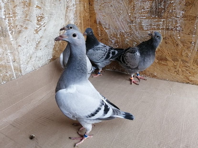  - 2021-PUI-PRIMA SERIE